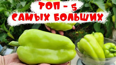 ЛУЧШИЕ ТОЛСТОСТЕННЫЕ БОЛЬШИЕ ВКУСНЫЕ сладкие перцы - YouTube