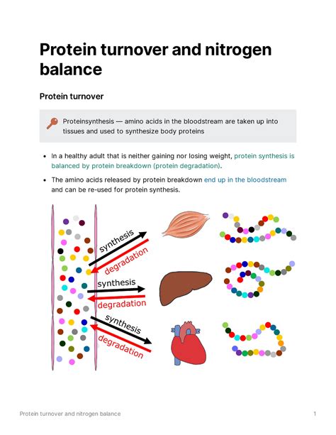 Protein Turnover And Nitrogen Balance The Amino Acids Released By