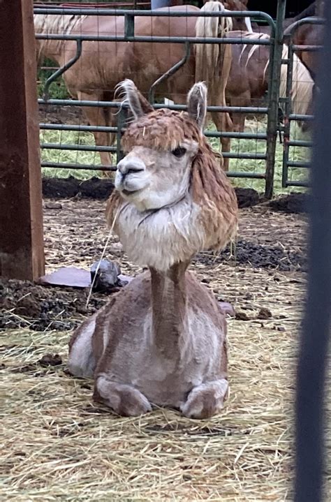 Llama Got A Haircut Rfunnyanimals