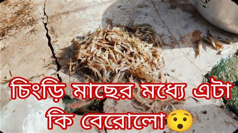 এত চিংড়ি মাছের মধ্য থেকে এটা কি বেরোলো দেখেই যেন গা শিউরে ওঠে Ll Vlog