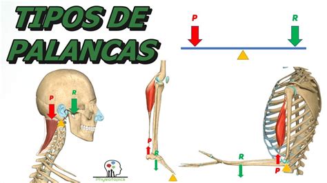 Tipos de Palancas Anatómicas 1º 2º y 3º grado género clase