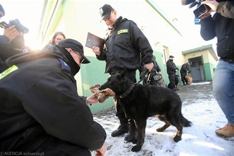 Szczecińscy policjanci pożegnali Brutusa Emeryturę spędzi na wsi Jego