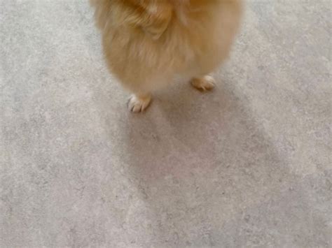 『犬の幼稚園』に愛犬を預けたら 送られてきた写真に「笑っちゃった」「なんでこんな自然なの」 Grape グレイプ