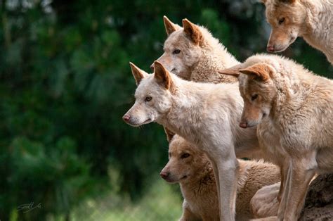 Dingo Pack On Watch Scott Morrison Chaosrealm Flickr