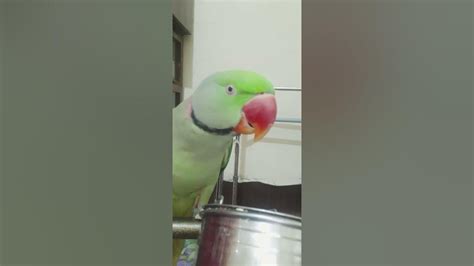 Alexandrine Parakeet Alexander Parrot Raw Ringneck Talking Parrot Youtube