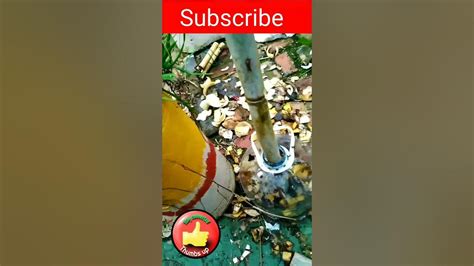 Banana Peel Fertilizer Tutorial Youtube