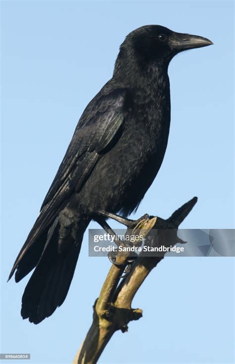 A Stunning Carrion Crow Perched In A Branch High In A Tree High Res