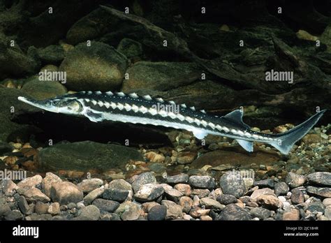 Starry Sturgeon Stellate Sturgeon Sevruga Acipenser Stellatus On