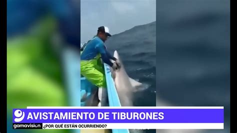 Avistamientos de tiburones Por qué están ocurriendo YouTube