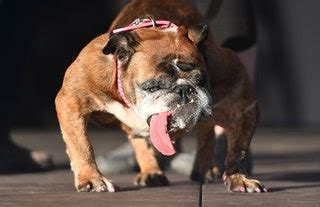 Zsa Zsa Il Cane Pi Brutto Del Mondo Vanity Fair Italia