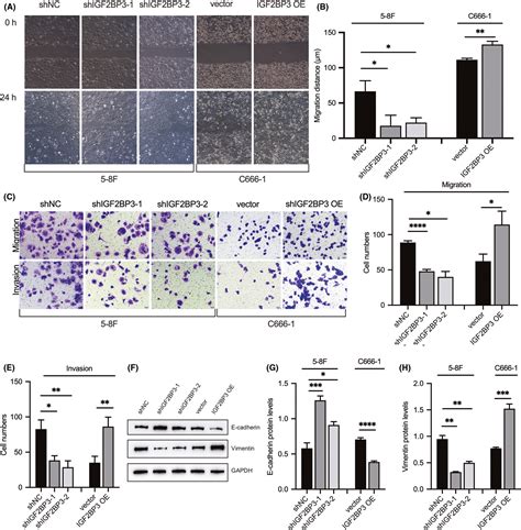 Igf2bp3 Promotes Cell Metastasis And Is Associated With Poor Patient Survival In Nasopharyngeal