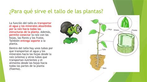 Las Plantas Estructura Y Funciones Ppt