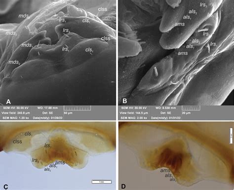 Orobitis Cyanea Mature Larva Clypeus Labrum Epipharynx And Mandible