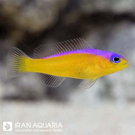 داتی بک خط بنفش Purple Stripe Dottyback