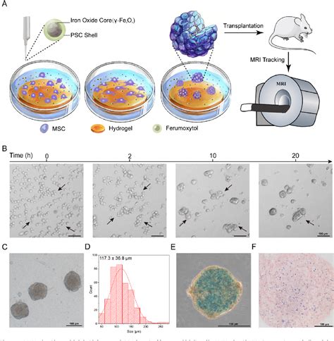 Figure 1 From Extracellular Magnetic Labeling Of Biomimetic Hydrogel