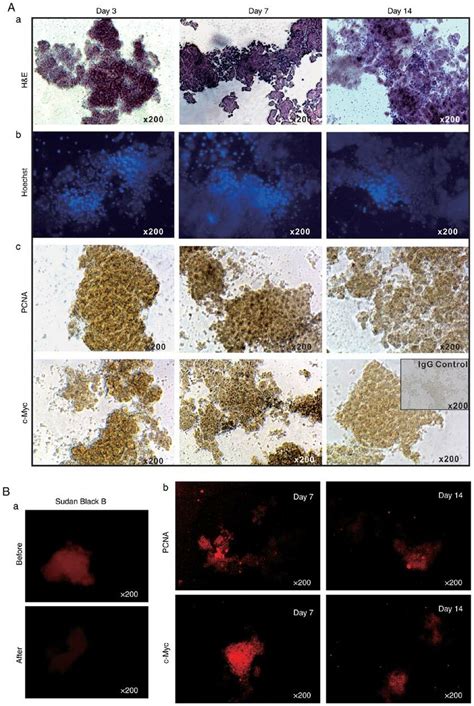 Proliferation And Apoptosis Features Of The 3 Dimensional Liver