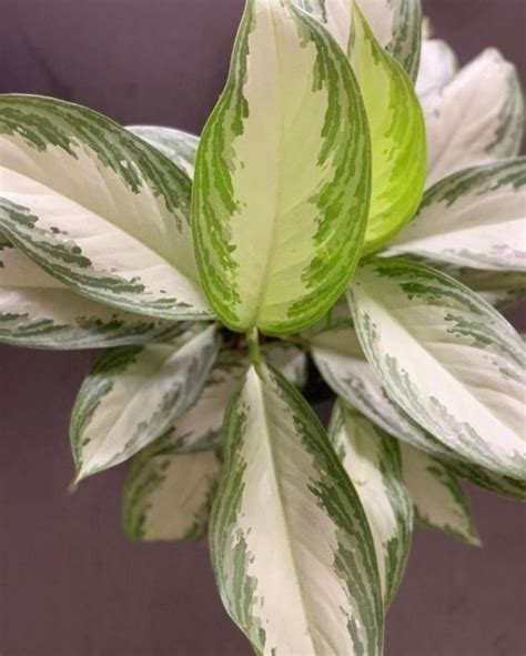 Аглаонема паттайя бьюти: Аглаонема ‘Паттайа Бьюти’ (Aglaonema ‘Pattaya ...