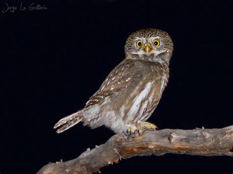 Cabur Chico Glaucidium Brasilianum Ecoregistros