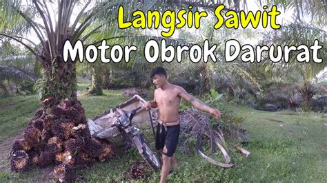 Hasil Panen Sawit Dilangsir Pakai Motor Obrok Belum Selesai Langsir