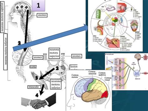 Sistema Sensitivo Y Motor