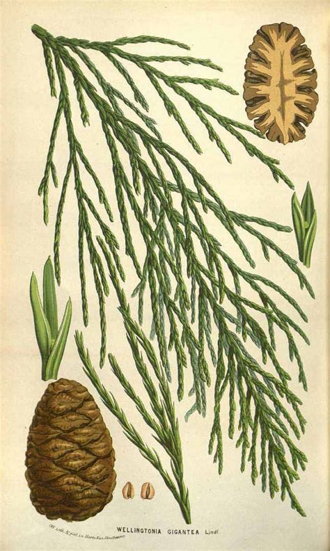 Tree Illustration Botanical Illustration Illustrations Antique Art