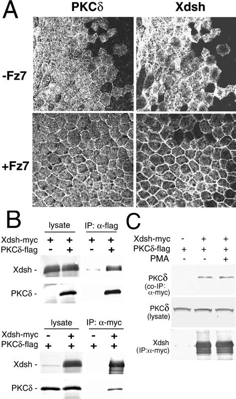 PKCδ is essential for Dishevelled function in a noncanonical Wnt