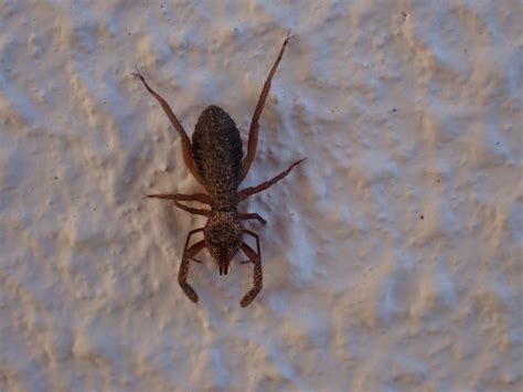 Solifugae