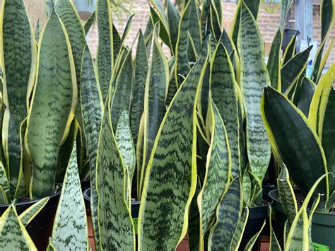 Sansevieria Laurentii Care Guide Growing A Stunning Snake Plant