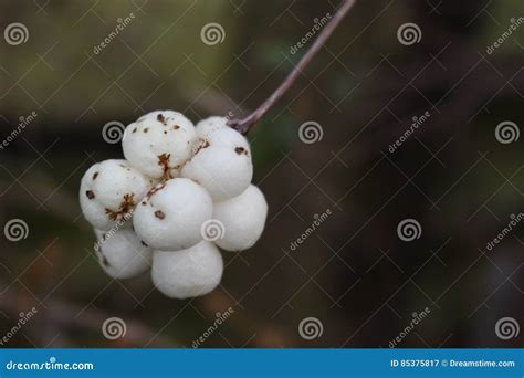 Symphoricarpos Commonly Known As The Snowberry Waxberry Or