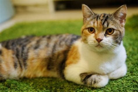 猫の柄・模様で性格がわかる？種類や珍しい柄の名前などをご紹介 ペトコト（petokoto）