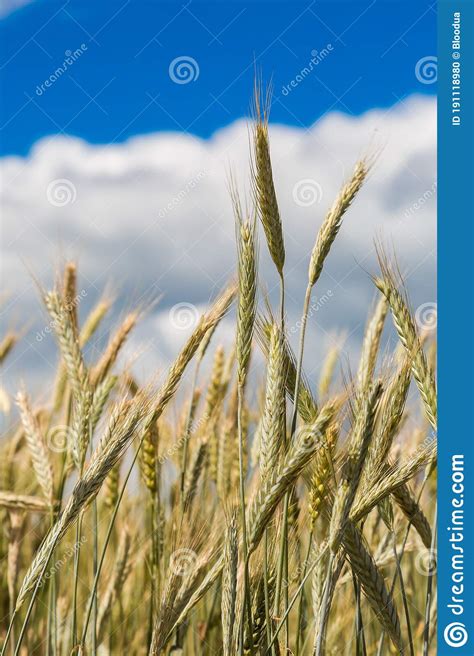 A Wheat Field Fresh Crop Of Wheat Stock Photo Image Of Background