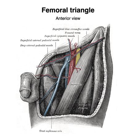 The Femoral Canal