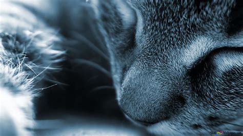 Sleeping Cat 4K wallpaper download