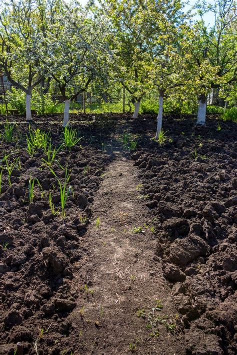 Terres Arables Et Jardin D Arbres Fruitiers Au Printemps Horizontal De