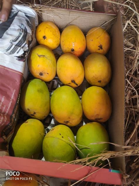 Yellow Organic Ratnagiri Alphonso Mangoes Carton Packaging Size Kg