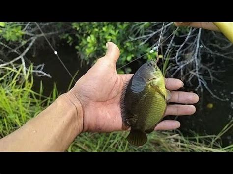 Spot Rahasiamancing Di Sungai Ini Full Strike Ikan Betok Besar