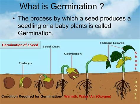 Reproduction In Plants For Grade 5 Ppt