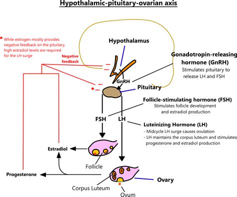 Female Hormone Physiology