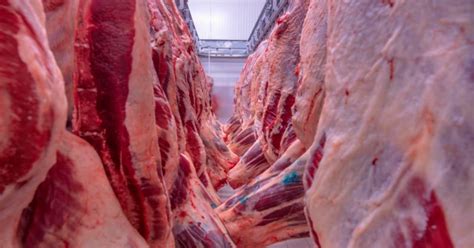 Exporta Es Brasileiras De Carne Bovina In Natura Batem Recorde Em