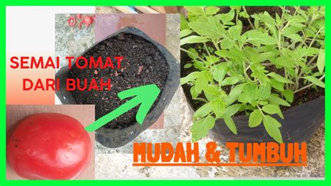 Cara Menyemai Tomat Dari Buah Agar Cepat Tumbuh Youtube