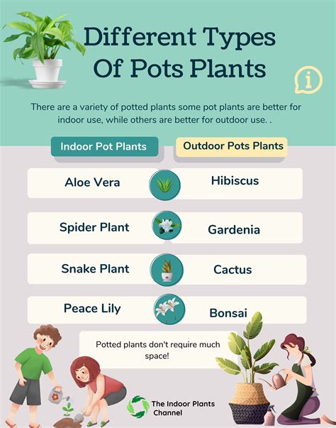 10 Container Pot Plants For Apartment Dwellers