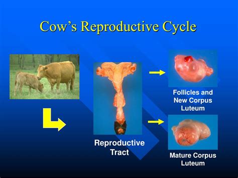 Ppt Cattle Reproduction Powerpoint Presentation Free Download Id422637