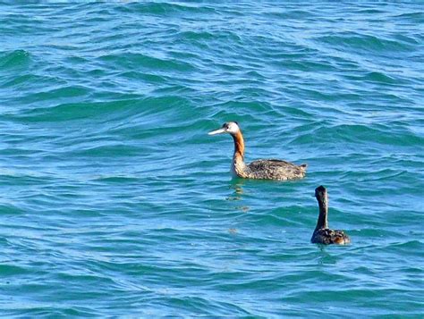 Great Grebe Podiceps Major Puerto Madryn Chubut Argent Flickr