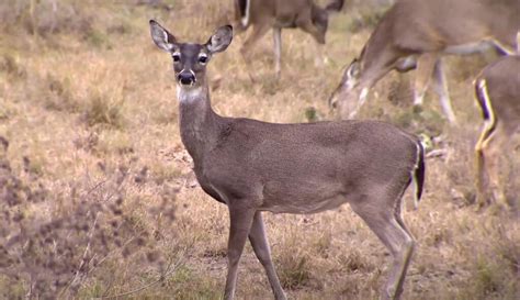 What Is Honduras National Animal A Comprehensive Guide