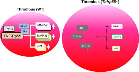 Contribution Of The Tnf Tumor Necrosis Factor Tnf Rp Tumor