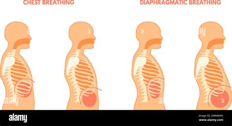 Respiration Diaphragmatique Exercices Pulmonaires Entraînement