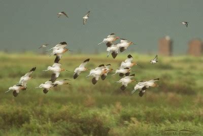 American Avocets And Wilsons Phalaropes About To Land In The Rain