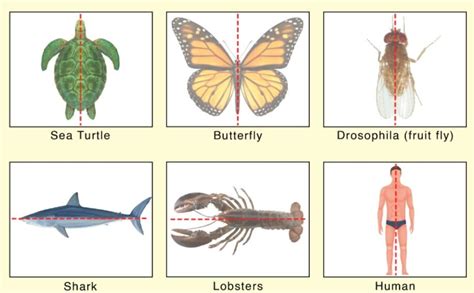 Animals with Radial And Bilateral Symmetry:Introduction And Facts