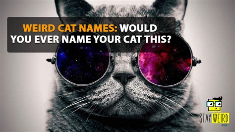 Weird Cat Names: Would You Ever Name Your Cat This? - Stay Weird