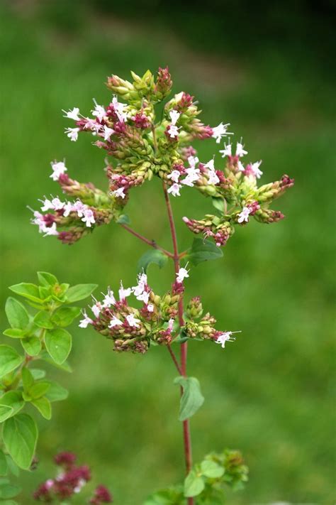 Wilde Inheemse Tuinplanten Artofit